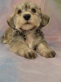 Male schnoodle puppy for sale 30 Born March 20th 2012